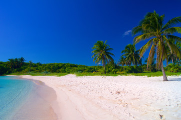 Sandy beach with palm