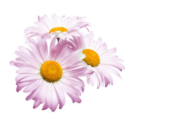 Obraz premium Floral poster, pink daisy flowers