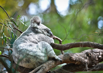 Slapende Koala 