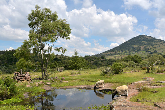 Paisaje con ovejas y lago