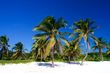 Sandy beach with palm