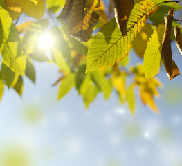 green leaves against bright sun