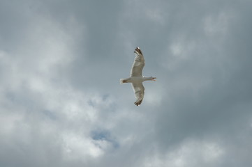 Die Freiheit im Flug. Möwe vor Himmel