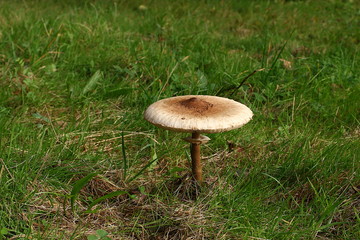 Großer Parasolpilz steht  allein auf der Wiese, Schirmling,  Macrolepiota procera
