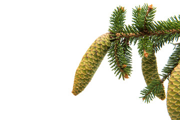 spruce branch with cones