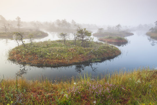 Mannikjarve bog in morning fog, Endla Nature Reserve, Estonia 