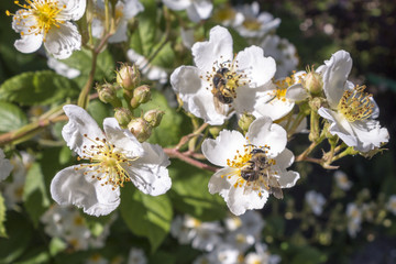 Fototapeta Wild bees pollinate flowers. close up. obraz