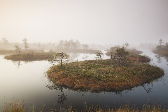 Mannikjarve bog in morning fog, Endla Nature Reserve, Estonia 