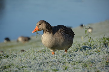 Gray goose eating