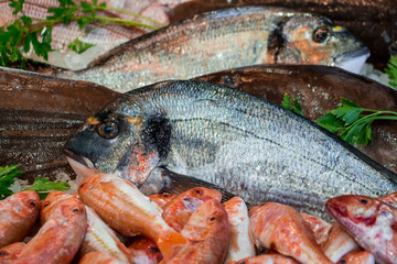 Gilt-head bream fish next to other fishes.