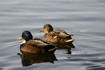 Enten an einem kalten Wintertag auf einem Teich