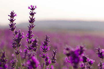 Lavender flowers