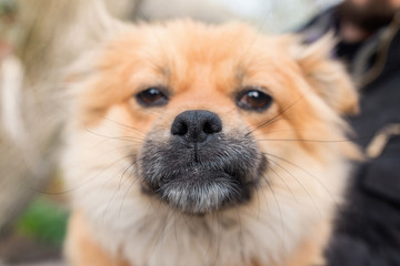 Portrait of cute small domestic dog.