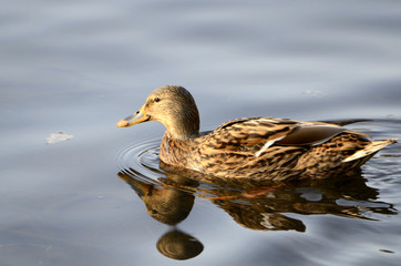 Enten an einem kalten Wintertag auf einem Teich