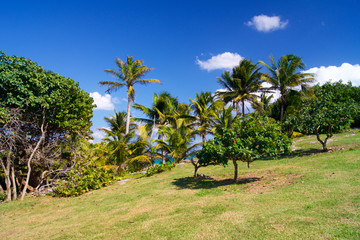 Tropic garden