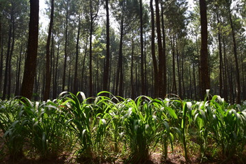 In the Jungle without chaos