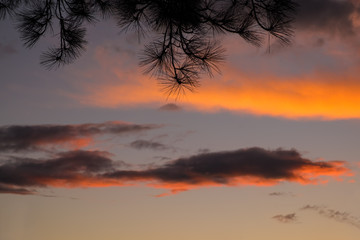 Pine Needles and Sunset