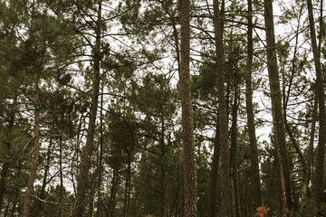 Obraz premium forest pines, spain, galicia