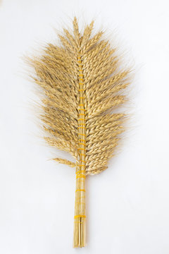  Spikes of wheat tied together  on  white background.