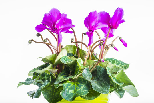 cyclamen