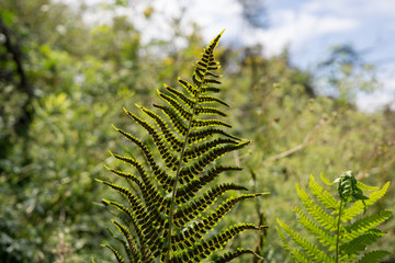 Fern and sunny warm day on the hill, Sivy Vrch (Peak), Slovakia