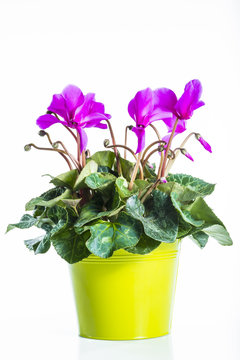 cyclamen dans un cache-pot