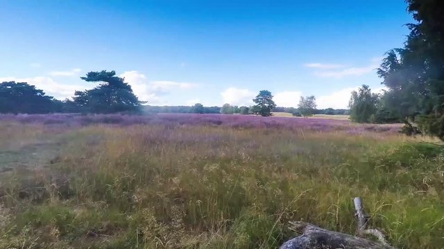 Heide im Regenschauer