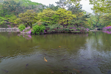 A lot of fish at the Chundangji pond - the rear garden of Changgyeonggung Palace in Seoul, South Korea.