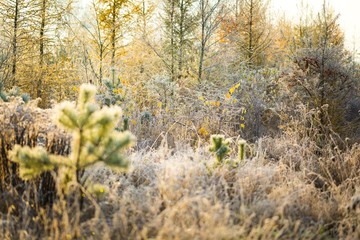 Plants with white rime