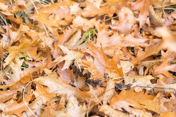 Dry oak leaves lying on ground
