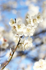 White cherry blossom