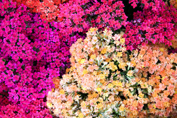 Obraz premium Hybrydy Kalanchoe blossfeldiana