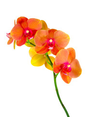 flower orchid family of monocots