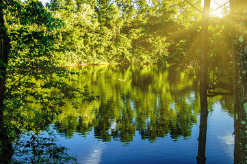 Fototapeta premium A peaceful forest scene with a quiet water lake pond surface with surrounding trees reflection
