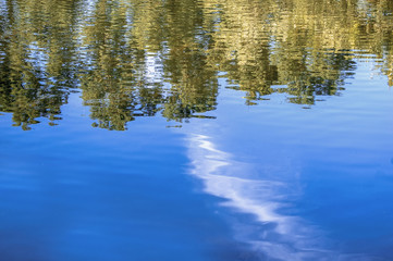 Abstract trees reflection on calm water surface, scenic forest view with a lot of spce for text