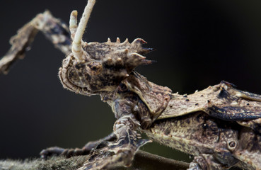 Obraz premium Malaysian Stick Insect, Heteropteryx dilatata