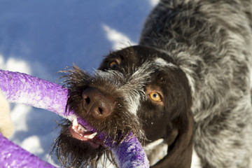 Owner playing with drathaar dog with puller toy in teeth. Location is outdoors. 