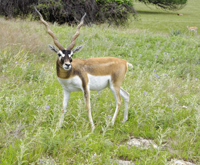 Male Blackbuck Antelope standing in grassland