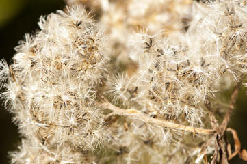 Obraz premium Dandelions close up