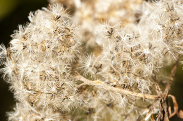 Dandelions close up