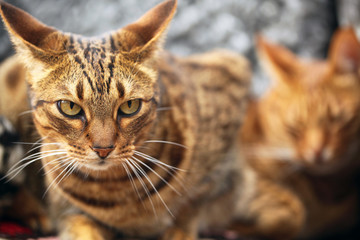 two beautiful kitties 