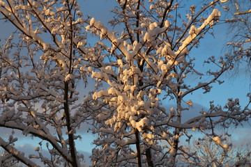 Tree branches with snow in the winter. Fresh snow. Winter landscape