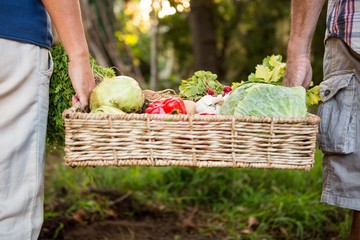 Midsection of colleague carrying vegetables crate at garden