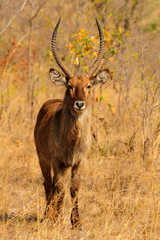 Waterbuck