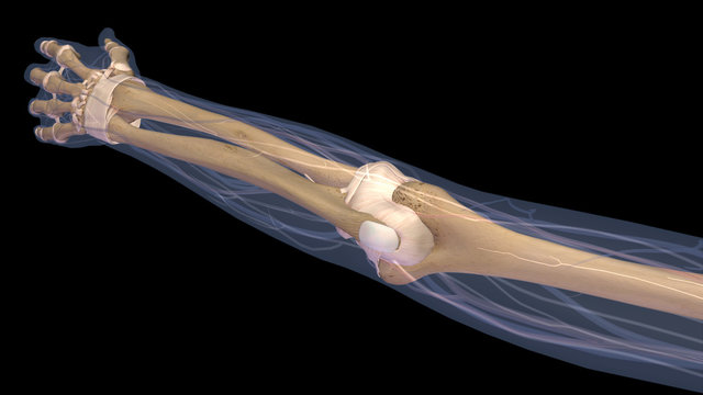 Female Arm Elbow Joint and Bones X-ray