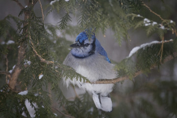 &Agrave; l'abri de la temp&ecirc;te