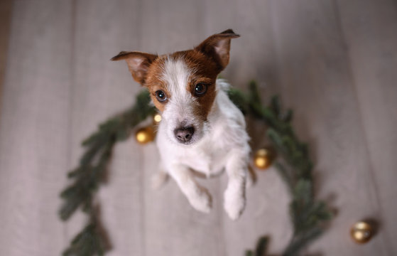 Happy New Year, Christmas, Jack Russell Terrier. holidays and celebration, pet in the room