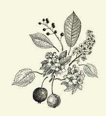 Vector leaves, flowers and fruits of the wild pear, bird-cherry and crab