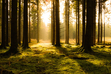 Fototapeta premium Soft light on soft ground