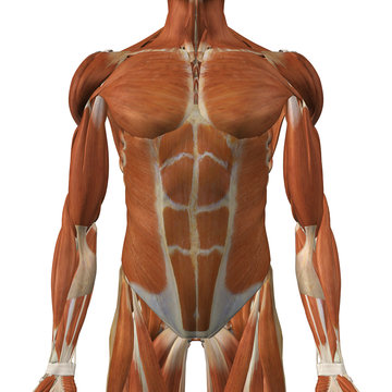 Male Front Torso Muscles